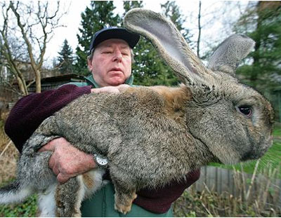 giant rabbit